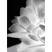 veli foliage table